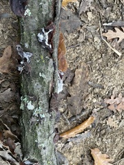 Auricularia auricula-judae