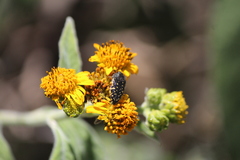 Acmaeodera flavopicta