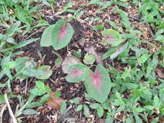 Caladium bicolor
