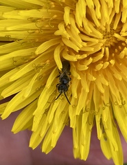 Halictidae
