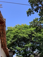 Cenostigma pluviosum