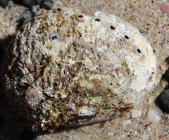 Haliotis australis
