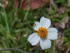 Bidens odorata