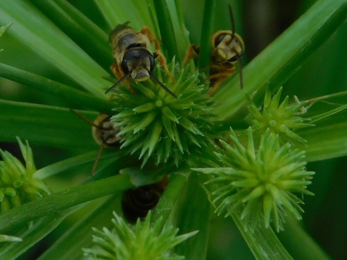 Poey's Furrow Bee photo 6