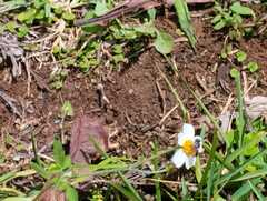 Bidens odorata