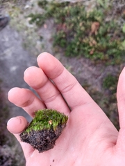 Dicranella heteromalla