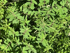 Euphorbia lasiocarpa