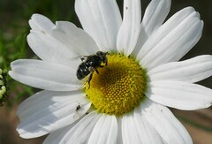 Eristalinus sepulchralis