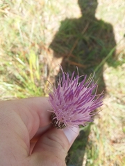 Cirsium lecontei