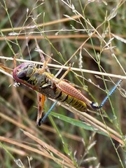 Phoetaliotes nebrascensis