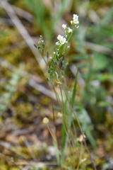 Draba cinerea