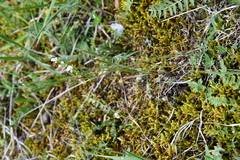 Draba cinerea