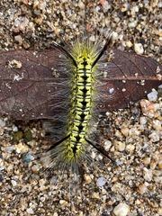 Lophocampa