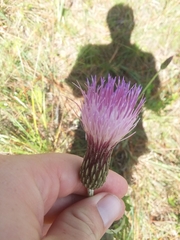 Cirsium lecontei
