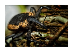 Homalinotus deplanatus