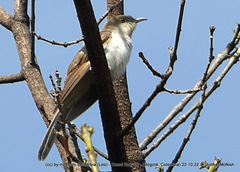 Coccyzus erythropthalmus