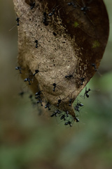 Camponotus apicalis