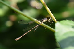 Lestes rectangularis