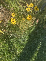 Helianthus angustifolius