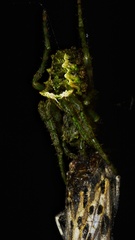 Parawixia