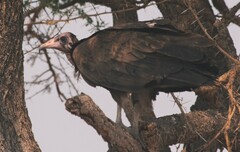 Necrosyrtes monachus