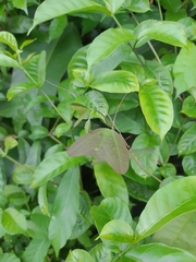 Decaloba