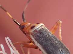 Adelphocoris rapidus