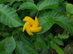 Tabernaemontana grandiflora