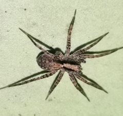 Acantholycosa lignaria