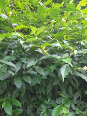 Tabernaemontana grandiflora