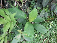 Marantaceae