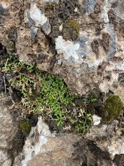Selaginella denticulata