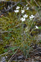 Silene samojedorum