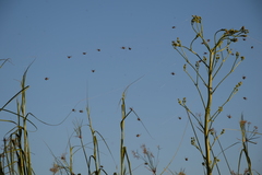 Parawixia bistriata