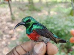 Cinnyris chloropygius