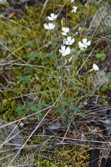 Silene samojedorum