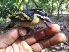 Cinnyris chloropygius