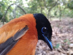 Cinnyris chloropygius