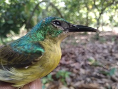 Cinnyris chloropygius