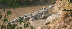 Crocodylus niloticus