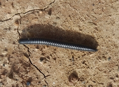 Ommatoiulus rutilans