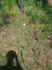 Cirsium lecontei