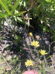 Hieracium megacephalon