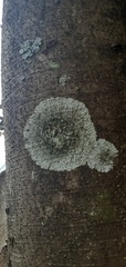 Caliciaceae