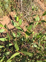 Colliguaja odorifera