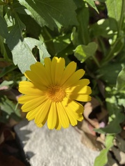 Calendula officinalis