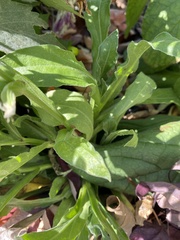 Calendula officinalis