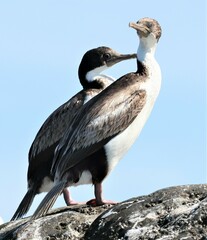 Leucocarbo atriceps