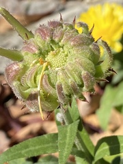 Calendula officinalis