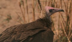 Necrosyrtes monachus